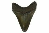 Fossil Megalodon Tooth - South Carolina #130752-1